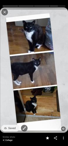 Lost Male Cat last seen Springfield rd Henrico va, Glen Allen, VA 23060