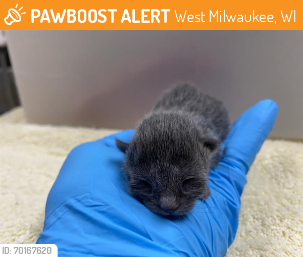 Shelter Stray Female Cat last seen Near BLOCK S 21ST #A, West Milwaukee, WI 53215
