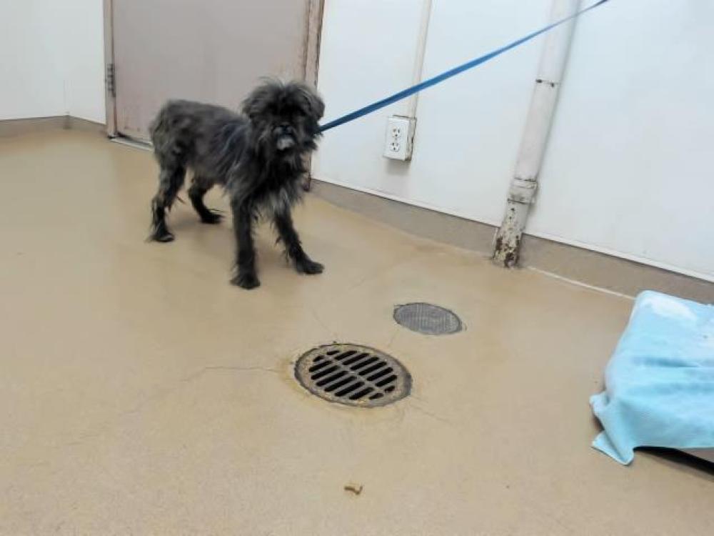 Shelter Stray Female Dog last seen SANTA CLARA/WINTON, Hayward, CA 94544