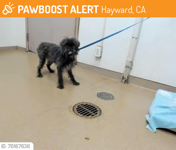 Shelter Stray Female Dog last seen SANTA CLARA/WINTON, Hayward, CA 94544