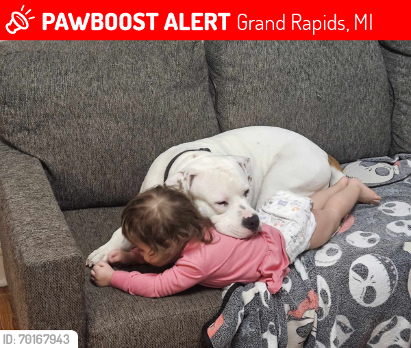 Lost Male Dog last seen Quick en ez, Grand Rapids, MI 49504