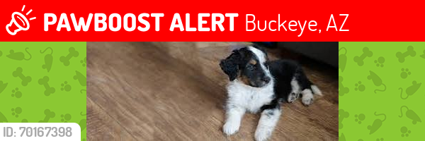 Lost Male Dog last seen Near north 194th avenue, Buckeye, AZ 85396