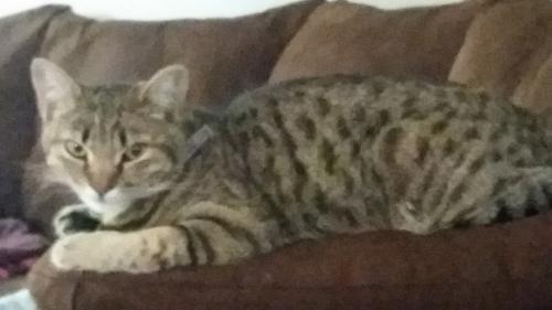 Lost Female Cat last seen Centennial st.,  lives on  W. Fairview dr spfld, Springfield, OR 97477