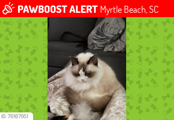 Lost Female Cat last seen Plantation Rd Myrtle Beach 29588, Myrtle Beach, SC 29588