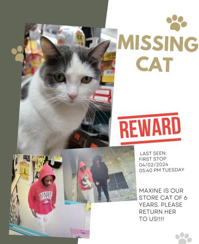 Lost Female Cat last seen First Stop, Baltimore, MD 21206