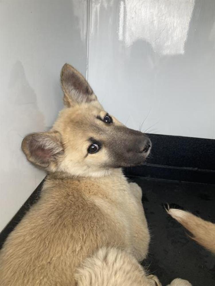 Shelter Stray Female Dog last seen Near W 7TH AVE, SUN VALLEY NV 89433, Reno, NV 89502