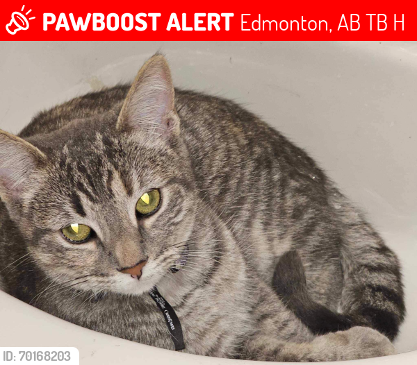 Lost Female Cat last seen Commonwealth Stadium, Edmonton, AB T5B 3H8