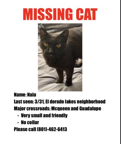 Lost Female Cat last seen Neighborhood northwest of McQueen and Guadalupe , Gilbert, AZ 85233