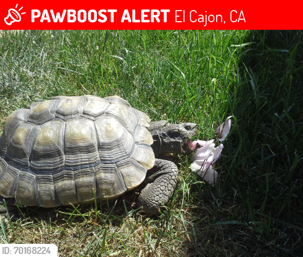 Lost Unknown Reptile last seen Hidden Mesa rd El Cajon CA, El Cajon, CA 92019