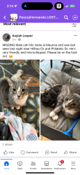 Reunited Male Cat last seen Harrow Rd, Spring Hill, FL 34606