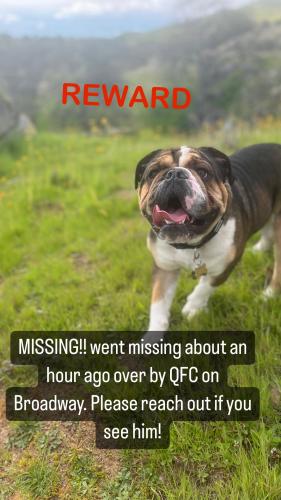 Lost Male Dog last seen California and broadway , Everett, WA 98201