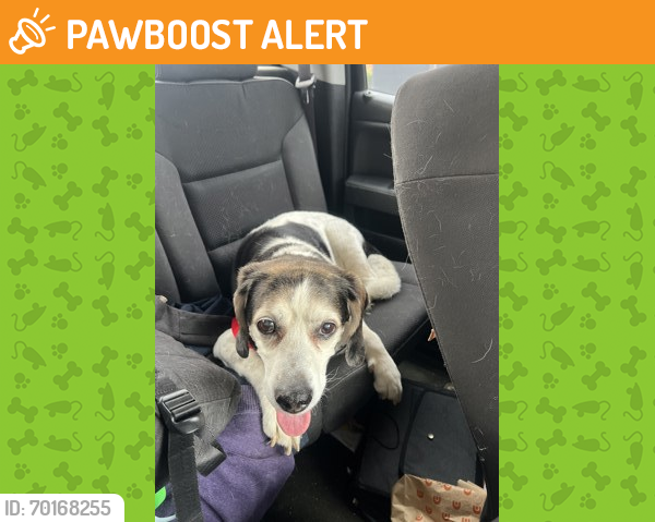 Shelter Stray Male Dog last seen Anderson Township, OH , Cincinnati, OH 45223