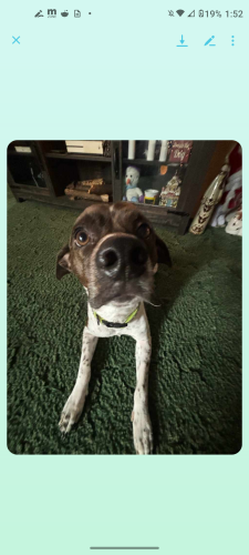 Lost Male Dog last seen State rds-8-802  , Berkeley County, SC 29469