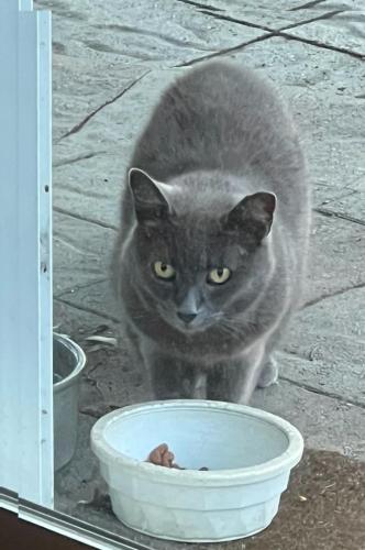 Lost Female Cat last seen Near Inwood Dr, Campbell CA, Campbell, CA 95008