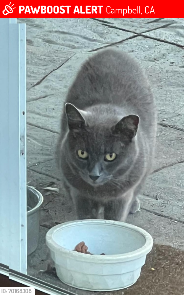 Lost Female Cat last seen Near Inwood Dr, Campbell CA, Campbell, CA 95008