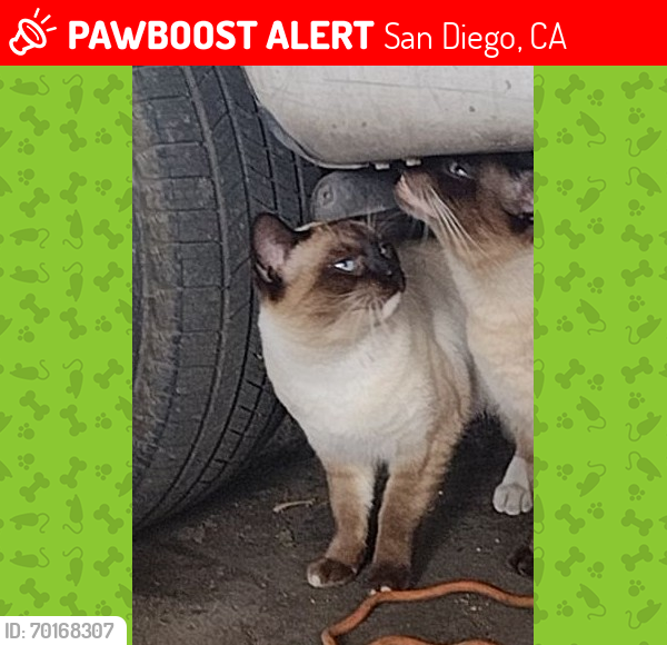 Lost Male Cat last seen San Diego humane society , San Diego, CA 92110