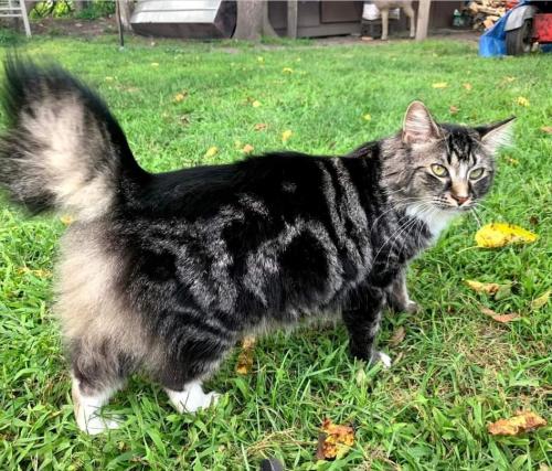 Lost Female Cat last seen West main n old main st, Port Jervis, NY 12771