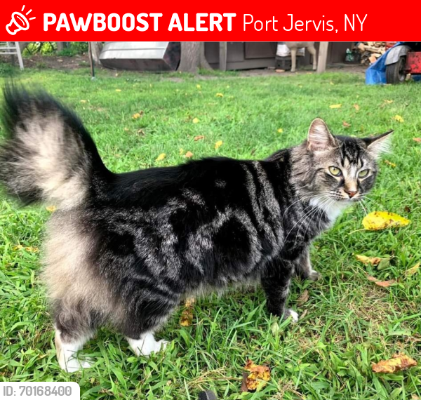 Lost Female Cat last seen West main n old main st, Port Jervis, NY 12771