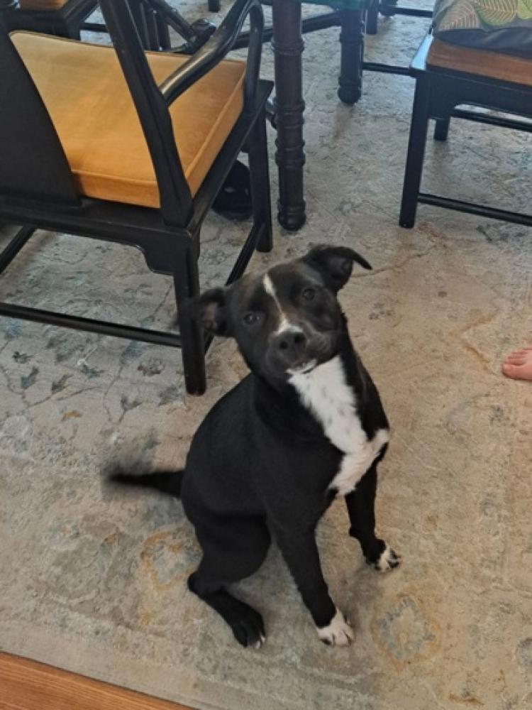 Shelter Stray Male Dog last seen San Antonio, TX 78229, San Antonio, TX 78229