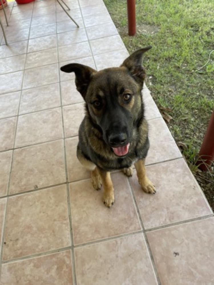 Shelter Stray Female Dog last seen San Antonio, TX 78227, San Antonio, TX 78229