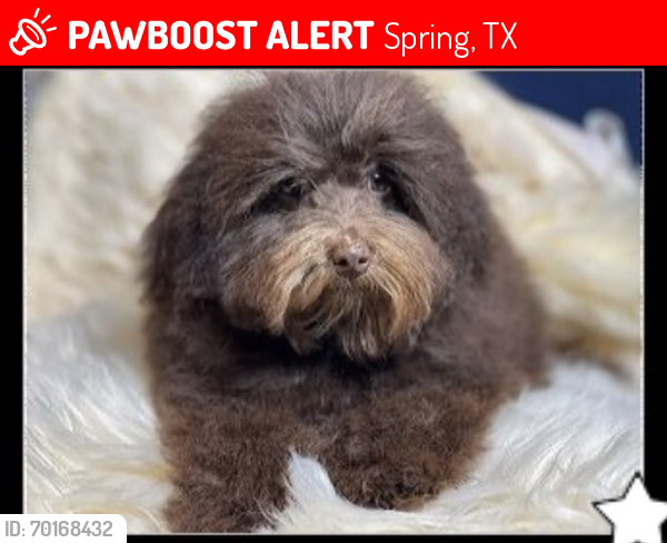 Lost Male Dog last seen Candlelight Hills, Spring, TX 77388