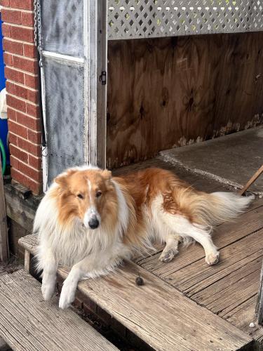Lost Male Dog last seen Belgium st , Capitol Heights, MD 20743