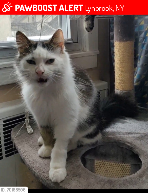 Lost Male Cat last seen Broadway ave and Putnam st, Lynbrook, NY 11563