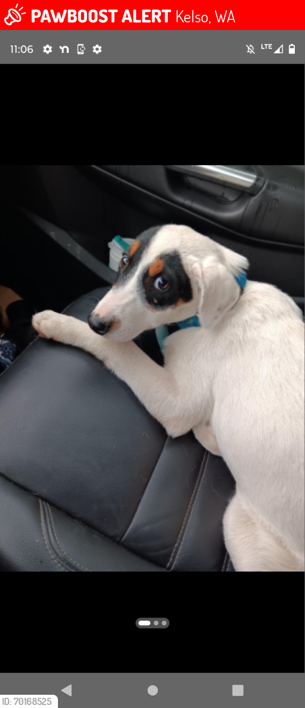 Lost Female Dog last seen Near Redpath Street heading toward Division street and then a left, Kelso, WA 98626
