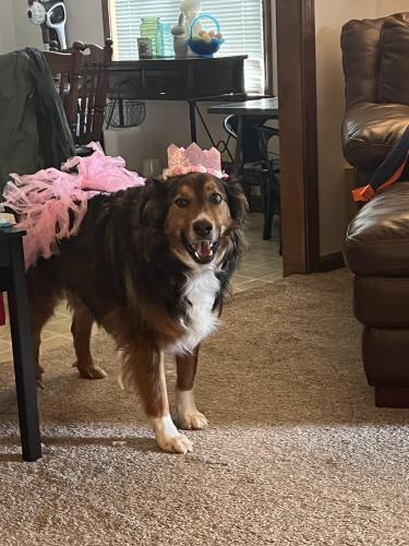 Lost Female Dog last seen Down from water towers on McPherson , Mabelvale, AR 72103