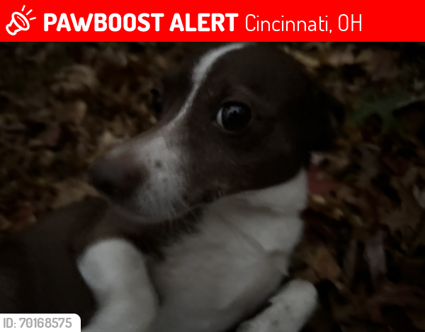 Lost Male Dog last seen Olympia ballpark , Cincinnati, OH 45231