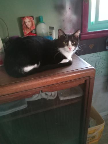 Lost Male Cat last seen 26th and Carter Ave Erie Pa , Erie, PA 16506