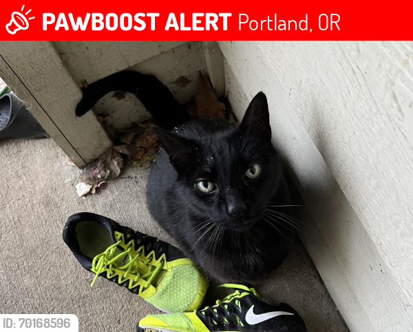 Lost Male Cat last seen 50th & Martins St., Portland, OR 97206