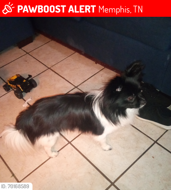 Lost Male Dog last seen Macon, Memphis, TN 38016