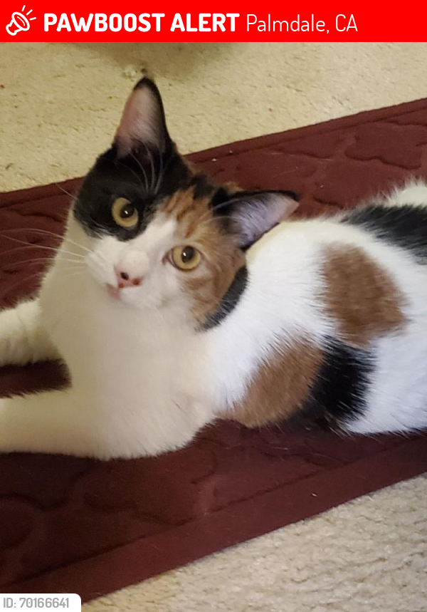 Lost Female Cat last seen 10th street and Palmdale by BOA, Palmdale, CA 93550