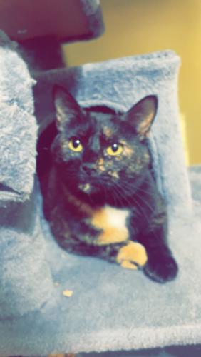 Lost Female Cat last seen West Knoxville , Knoxville, TN 37923