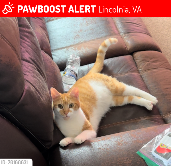 Lost Unknown Cat last seen Southland ave Alexandria Va 22312, Lincolnia, VA 22312
