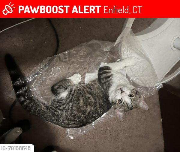 Lost Male Cat last seen Town Hall, Cvs, M&t Bank, Enfield, CT 06082