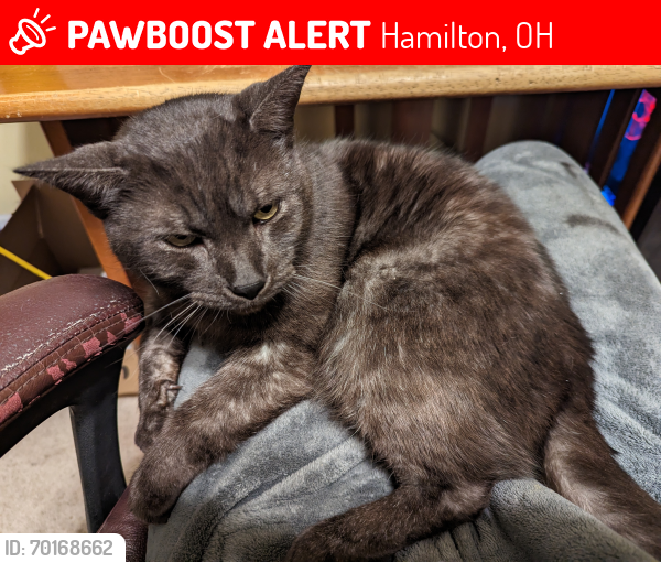 Lost Male Cat last seen Intersection of Taylor Trace Lane and Chandler Way, Hamilton, OH 45011