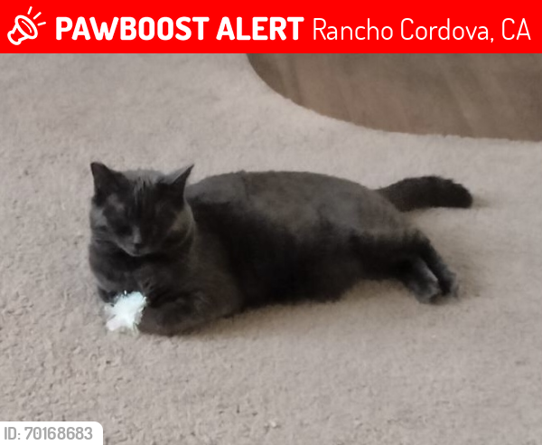 Lost Female Cat last seen Chesapeake Commons apmts, Rancho Cordova, CA 95670