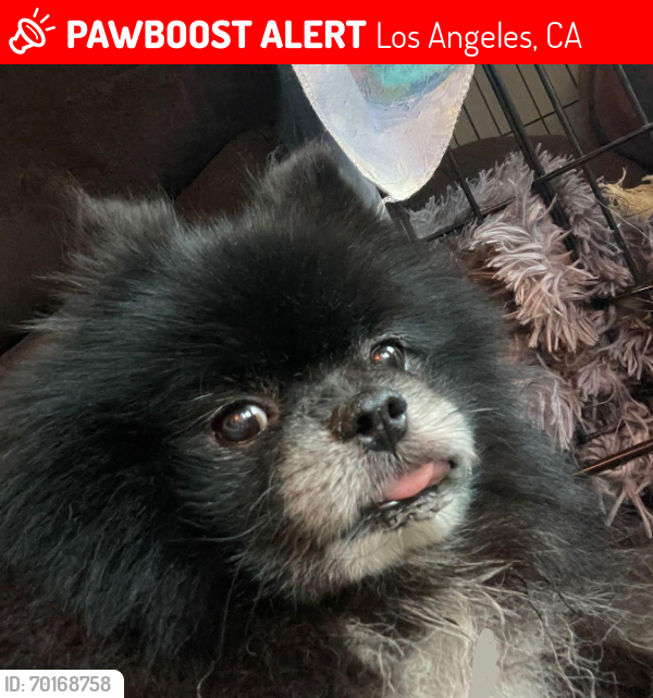 Lost Male Dog last seen Burbank and lindley, Los Angeles, CA 91316