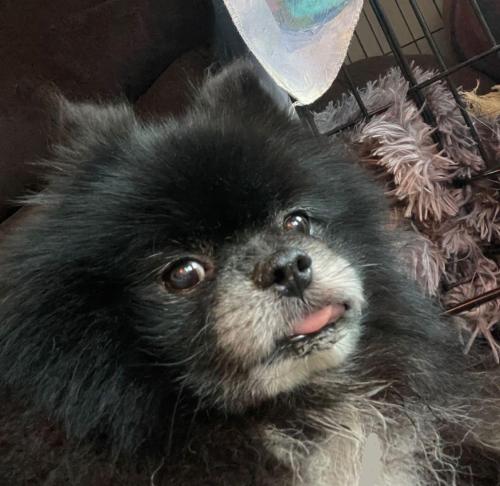 Lost Male Dog last seen Burbank and lindley, Los Angeles, CA 91316