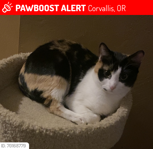 Lost Female Cat last seen SW Tunison Ave, Corvallis, OR 97333