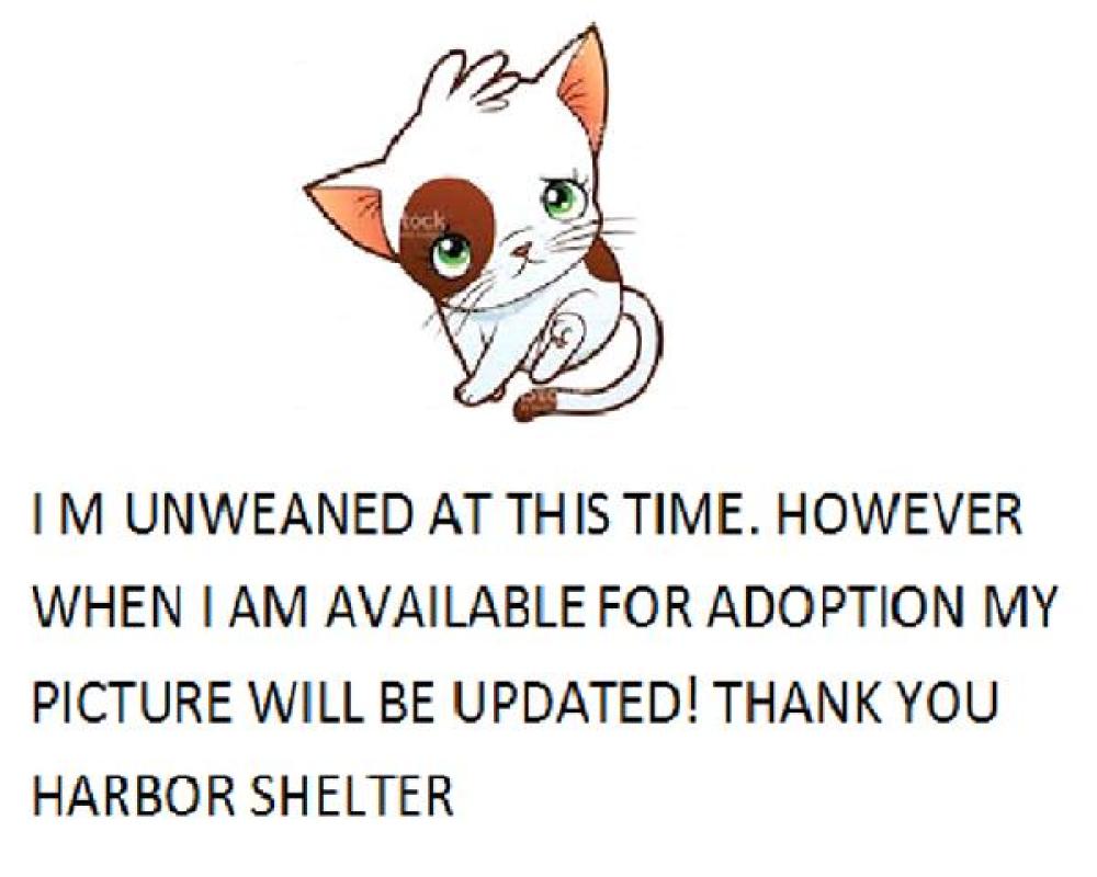 Shelter Stray Male Cat last seen , San Pedro, CA 90731