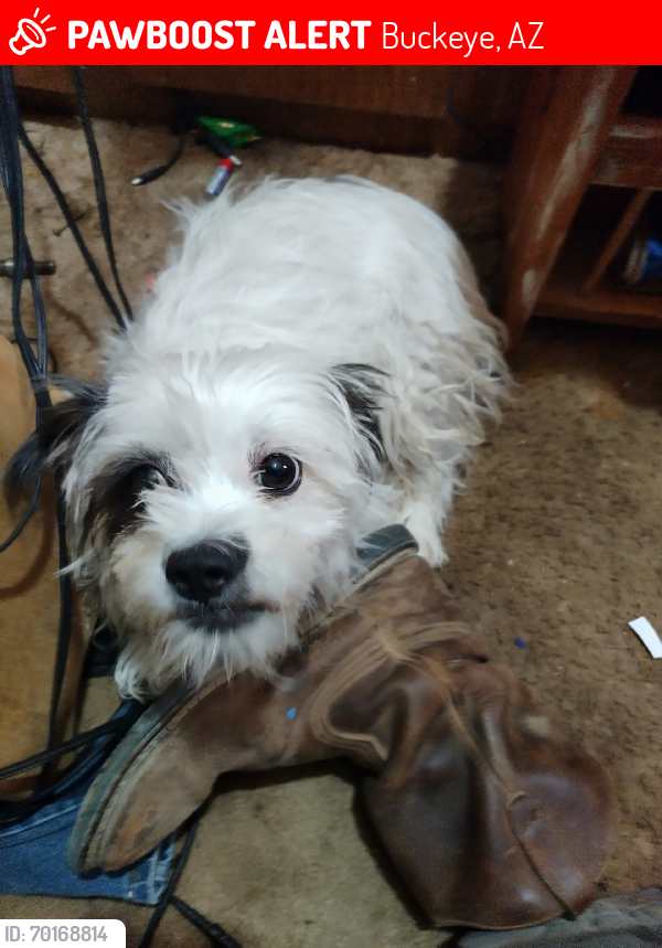 Lost Female Dog last seen Tuthill & Cheyenne rd, Buckeye, AZ 85236