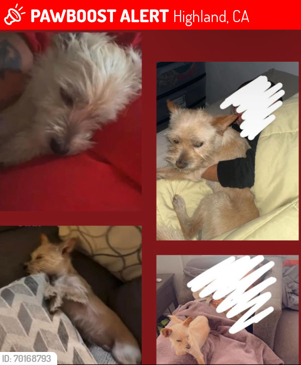 Lost Male Dog last seen Sparks St. & Victoria Ave., Highland, CA 92346