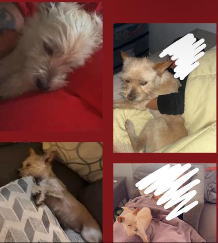 Lost Male Dog last seen Sparks St. & Victoria Ave., Highland, CA 92346