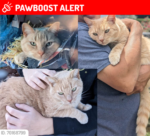Lost Male Cat last seen Pleasant Valley, near St. James UMC , Rockingham County, VA 22841