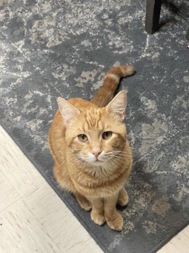 Lost Male Cat last seen dunn ave thorne, Fresno, CA 93706