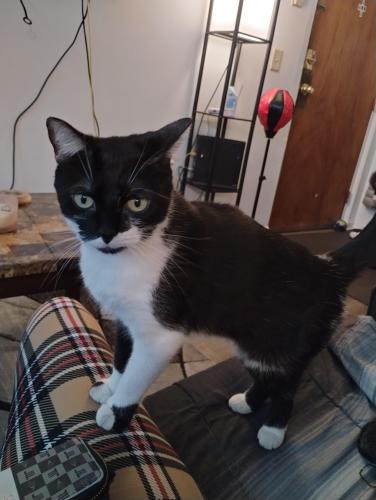 Lost Female Cat last seen 75th & able st. Ne, Fridley, MN 55432