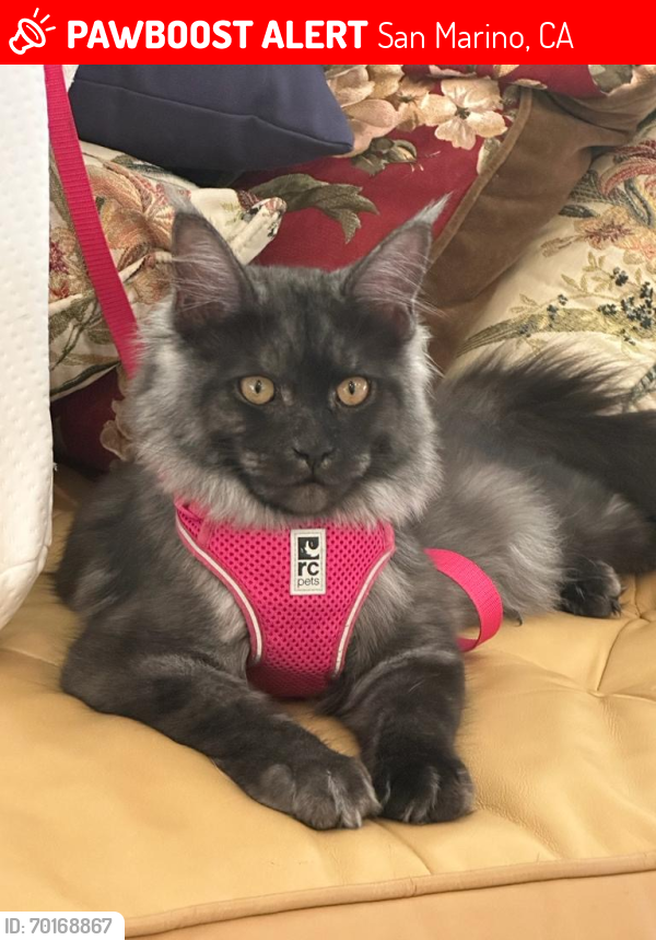 Lost Female Cat last seen Orlando Rd, San Marino, San Marino, CA 91108